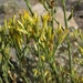 Smooth-fruit Rabbitbrush - Photo (c) Jim Morefield, some rights reserved (CC BY)