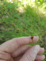 Carex straminea