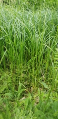 Carex trichocarpa