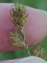 Carex straminea