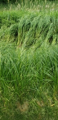 Carex trichocarpa