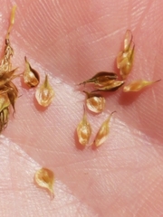 Carex straminea