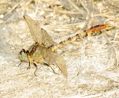 Arigomphus lentulus