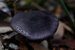 Cortinarius kioloensis