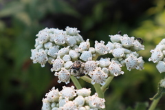 Trichiotinus viridans