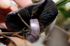 Cortinarius kioloensis