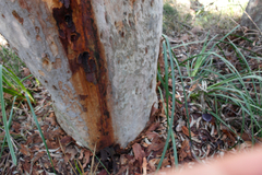 Cortinarius kioloensis