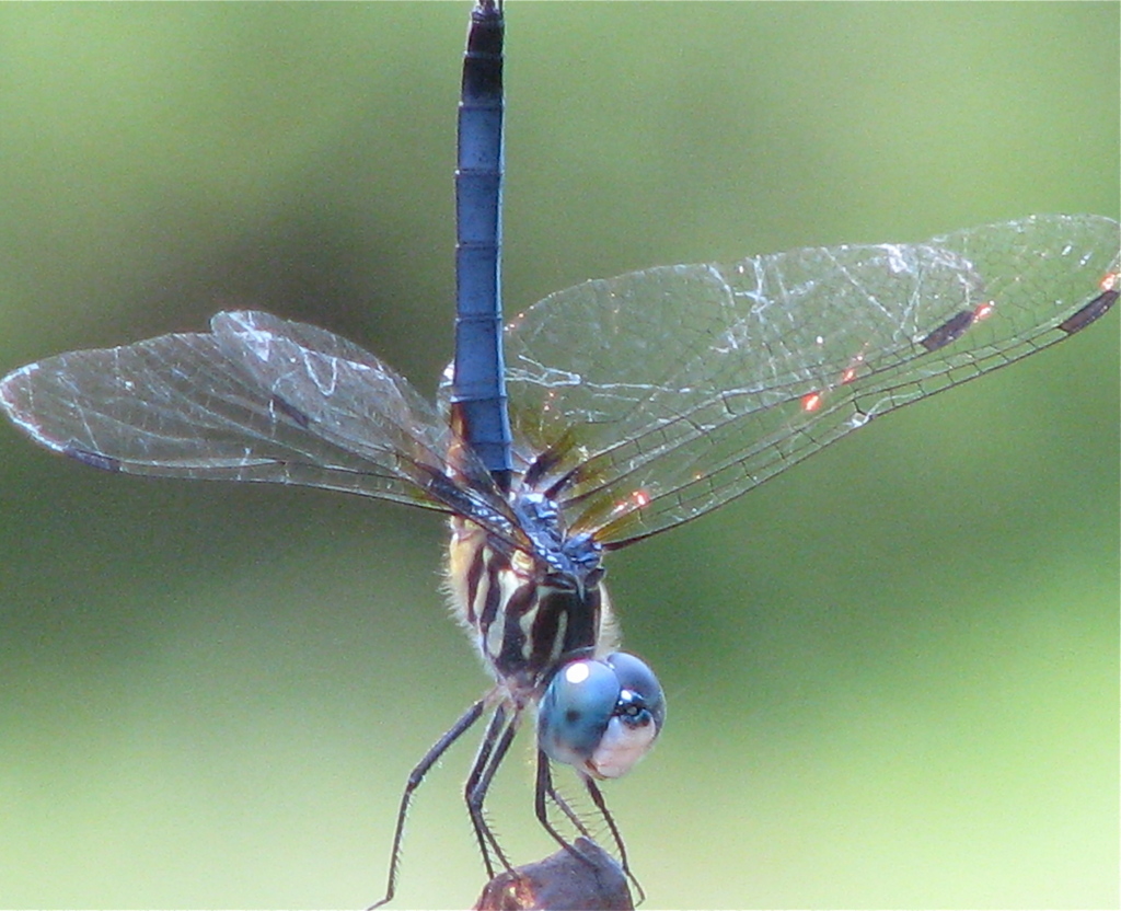 Blue Dasher Dragonflies And Damselflies Of Southern California