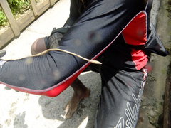 Oxybelis rutherfordi