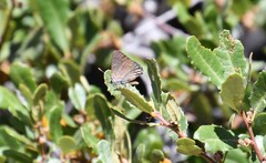 Satyrium saepium