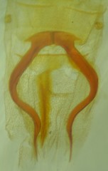 Eupithecia columbiata