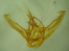 Eupithecia columbiata