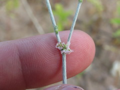 Eriogonum polycladon