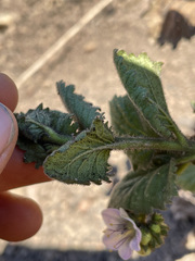 Phacelia grandiflora