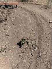 Phacelia grandiflora