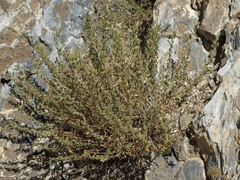 Brickellia microphylla microphylla