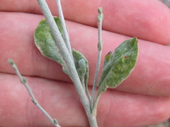 Eriogonum polycladon