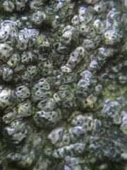 Pertusaria pertusa