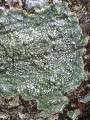 Pertusaria pertusa