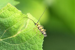 Heteroglenea nigromaculata