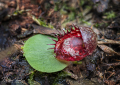 Corybas fimbriatus