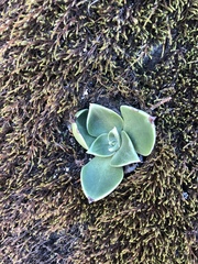 Dudleya cymosa pumila