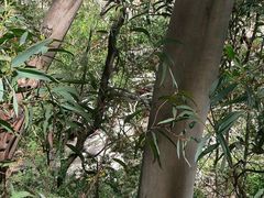 Eucalyptus wilcoxii