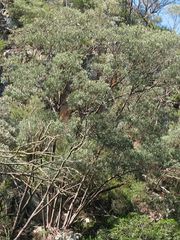 Eucalyptus wilcoxii