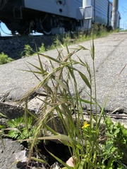 Elymus sibiricus