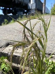 Elymus sibiricus