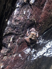 Mannophryne trinitatis