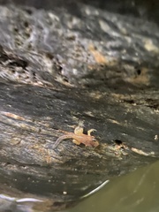 Mannophryne trinitatis