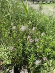 Pulsatilla dahurica