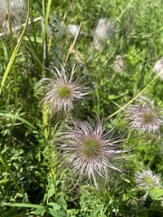 Pulsatilla dahurica