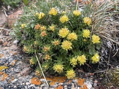 Rhodiola coccinea