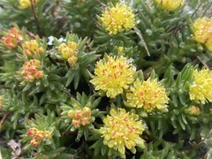 Rhodiola coccinea