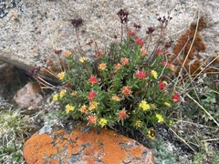 Rhodiola coccinea