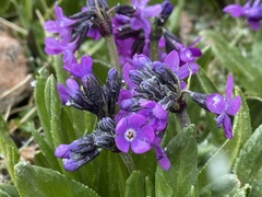 Primula nivalis