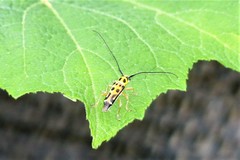 Heteroglenea nigromaculata