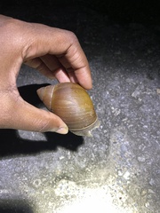 Megalobulimus oblongus