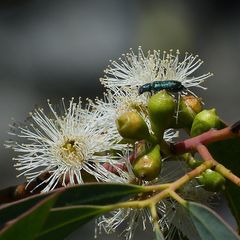 Eucalyptus wilcoxii
