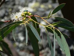 Eucalyptus wilcoxii