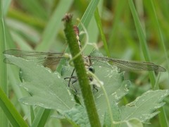 Arigomphus submedianus
