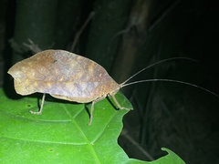 Pterochroza ocellata