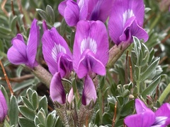 Oxytropis tragacanthoides