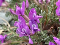 Oxytropis tragacanthoides