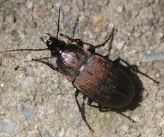 Chlaenius tomentosus