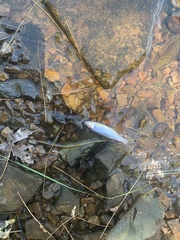 Cyprinella spiloptera