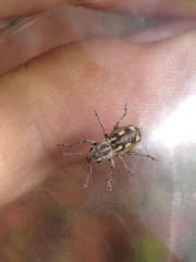 Pantomorus albosignatus