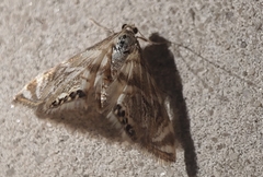 Petrophila canadensis